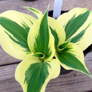 ギボウシ 苗 ブルー＆アイボリー 斑入り 4号ポット ホスタ 擬宝珠 ぎぼうし 宿根草  日陰向き 山野草 グランドカバー