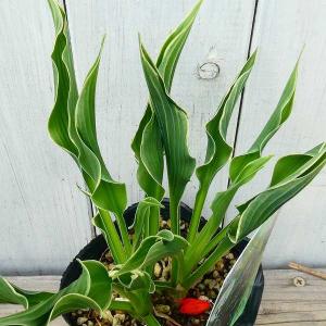 ギボウシ プレイングハンズ 3.5号ポット 小型種 ホスタ 擬宝珠 ぎぼうし 宿根草  日陰向き 山野草 グランドカバー 0608