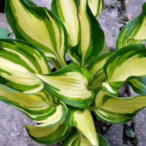 ギボウシ レイクサイドリトルタフ 3.5号 小型種 斑入り ホスタ 擬宝珠 ぎぼうし 宿根草  日陰向き 山野草 グランドカバー 220412