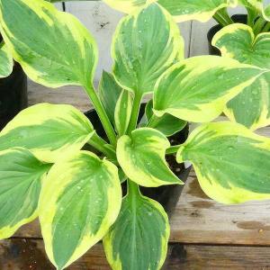 ギボウシ ワイドブリム 4号ポット 斑入り ホスタ 擬宝珠 ぎぼうし 宿根草  日陰向き 山野草 グランドカバー 220420