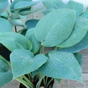 ギボウシ 苗 ハルシオン 4号 ブルー系 ホスタ 擬宝珠