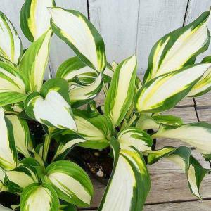 ギボウシ エンタープライズ 斑入り 三色斑 4号ポット ブルー系 ホスタ 擬宝珠 ぎぼうし 宿根草  日陰向き 山野草 グランドカバー 220412