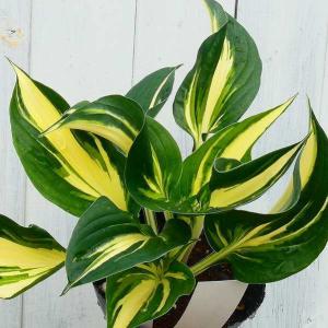 ギボウシ スティング 中斑 4号ポット 斑入り ホスタ 擬宝珠 ぎぼうし 宿根草  日陰向き 山野草 グランドカバー 230517