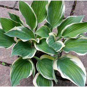 ギボウシ タンバリン 4号ポット 斑入り ホスタ 擬宝珠 ぎぼうし 宿根草  日陰向き 山野草 グランドカバー 0413