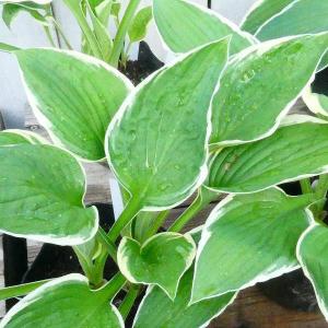 苗 ギボウシ フランシー 4号ポット 斑入り ホスタ 擬宝珠 ぎぼうし 宿根草 斑入り 日陰向き 山野草 グランドカバー 0413