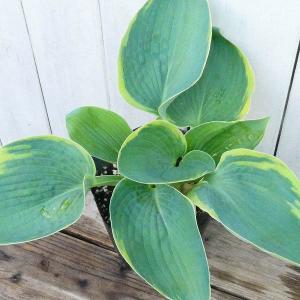 ギボウシ サムライ 4号ポット 中型 斑入り ホスタ 擬宝珠 ぎぼうし 宿根草  日陰向き 山野草 グランドカバー 0413