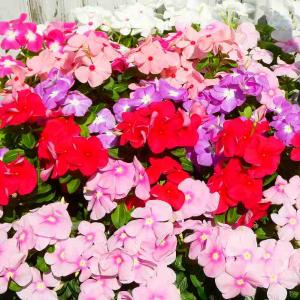 日々草 苗 1ポット 花色お任せ 3.5号 花苗 ニチニチソウ ビンカ 夏の花壇に 秋まで咲く 260512