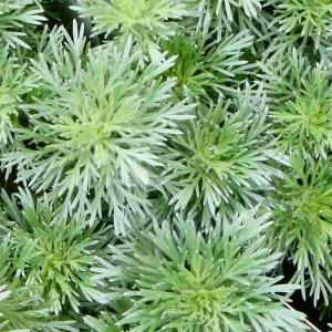 朝霧草 苗 アサギリソウ 3号 山野草 シルバー...の商品画像