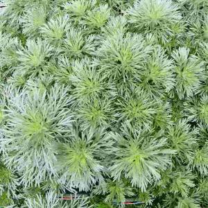 朝霧草 苗 アサギリソウ 3号 山野草 シルバ...の詳細画像2