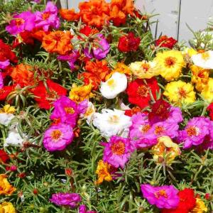 宿根ビオラ・ラブラドリカの苗 : 植物・園芸専門店 花育通販Yahoo!店