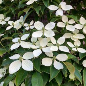 ゼラニウム 花 鉢植え 冬 春 夏 チューリップ咲き ゼラニューム 5号鉢