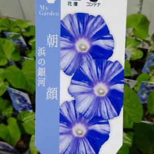 パンパスグラス 苗 ピンクフェザー ピンク花 宿根草 3.5号 260528