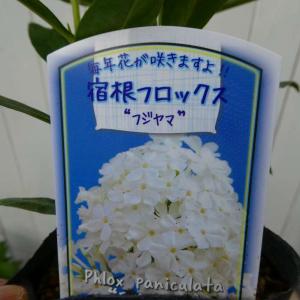 初夏から秋まで咲く花 花の苗 の商品一覧 苗 花 ガーデニング 通販 Yahoo ショッピング