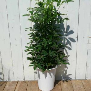 ウンベラータ 全高70cm 6号鉢 観葉植物 フィカス・ウンベラータ 260402