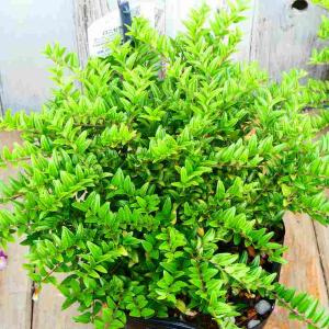 常緑 低木 小さい葉 花 ガーデニング の商品一覧 通販 Yahoo ショッピング