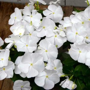 日々草 苗 白花 タイタン ピュアホワイト ニチニチソウ 3.5号 苗 夏の花壇苗　260707