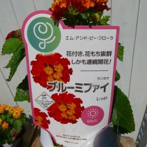 ランタナ 苗 ブルーミファイ レッド 3.5号...の詳細画像2