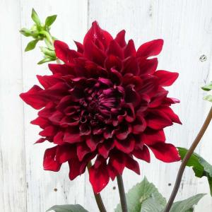 お花処 昌山園 ヒューケラの苗 Yahoo ショッピング