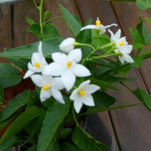 ヤマホロシ 苗 白花 3号 ツルハナナス ツル...の詳細画像4