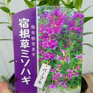 ラベンダー 苗 イングリッシュラベンダー 4号 富良野3号 ハーブ苗 青花