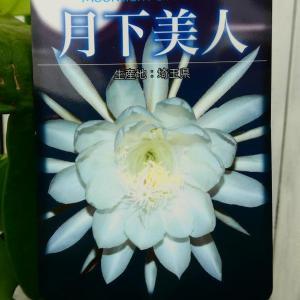 月下美人 6号鉢 大株 開花見込み株 孔雀サボテン  多肉植物 240402｜お花処 昌山園