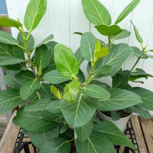 ベンガルゴムの商品一覧 通販 Yahoo ショッピング