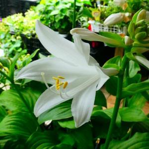 ギボウシ ホスタの商品一覧 通販 Yahoo ショッピング