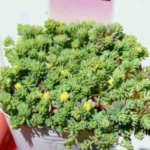 セダム 苗 斑入りパリダム 2.5号 多肉植物 ...の商品画像