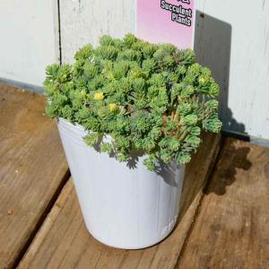 セダム 苗 斑入りパリダム 2.5号 多肉植物...の詳細画像1