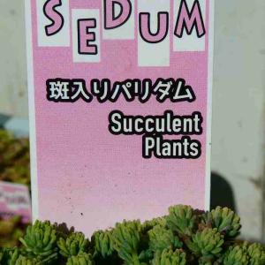 セダム 苗 斑入りパリダム 2.5号 多肉植物...の詳細画像2