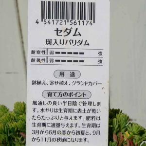 セダム 苗 斑入りパリダム 2.5号 多肉植物...の詳細画像3