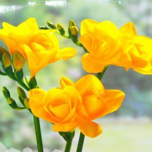 水仙球根 2球 2個 イエロー 黄色 八重咲き フリフリ ひらひら