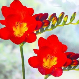 球根 フリージア レッドリバー 赤花 5球 秋植...の商品画像