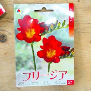 球根 フリージア レッドリバー 赤花 5球 秋...の詳細画像1