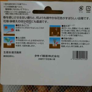 球根 フリージア レッドリバー 赤花 5球 秋...の詳細画像3