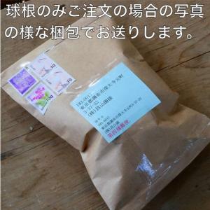 球根 フリージア レッドリバー 赤花 5球 秋...の詳細画像4