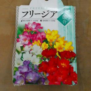 球根 フリージア ミックス 5球 花色お任せ ...の詳細画像1