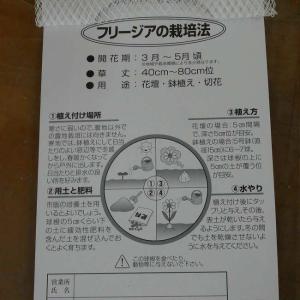 球根 フリージア ミックス 5球 花色お任せ ...の詳細画像3