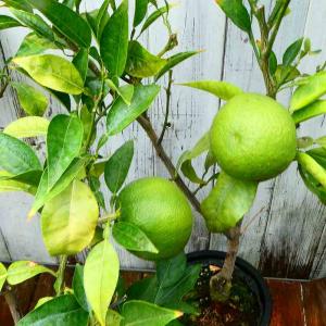 ジャバラ】 4年生接木苗 大苗 ※納期指定:発送予定2026年3月中旬