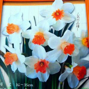 秋植えの花 宿根草 花 ガーデニング の商品一覧 通販 Yahoo ショッピング
