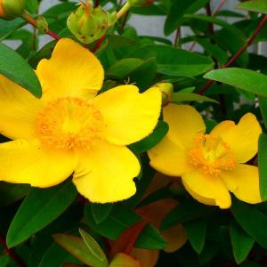 金糸梅 ヒペリカム 苗 ヒデコート キンシバイ 4号 植え込み 黄花 260526