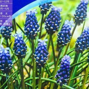 球根 ムスカリ ネグレクタム 5球 秋植え球根 ...の商品画像