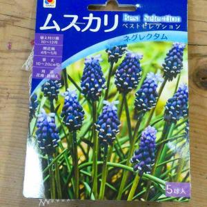 球根 ムスカリ ネグレクタム 5球 秋植え球根...の詳細画像1