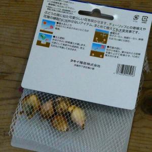 球根 ムスカリ ネグレクタム 5球 秋植え球根...の詳細画像2