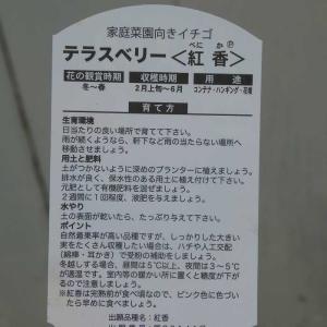 イチゴ 苗 紅香 テラスベリー 濃いピンク花 ...の詳細画像2