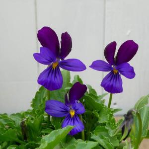 ビオラ ピンクの商品一覧 通販 Yahoo ショッピング