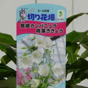 桃葉桔梗 苗 白花 3号 モモバキキョウ カンパニュラ パーシフォリア 山野草 耐寒性 宿根草 251120