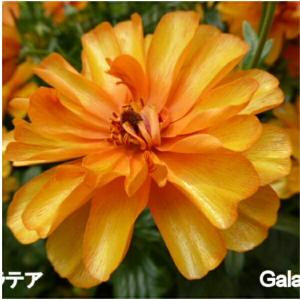 ラナンキュラス ラックス ガラテア 4号ポット 苗 耐寒性