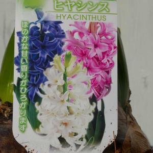 孔雀サボテン ホワイトマジック 白花 5号鉢 多肉植物 充実株 250610