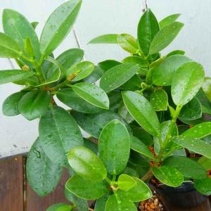 ガジュマル 苗 パンダガジュマル 3号 全高約35〜40cm 観葉植物 丸い葉 グリーン 260326